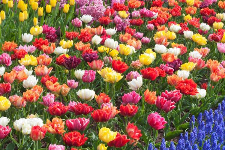 'Dubbla Tulpaner' erbjudandemix